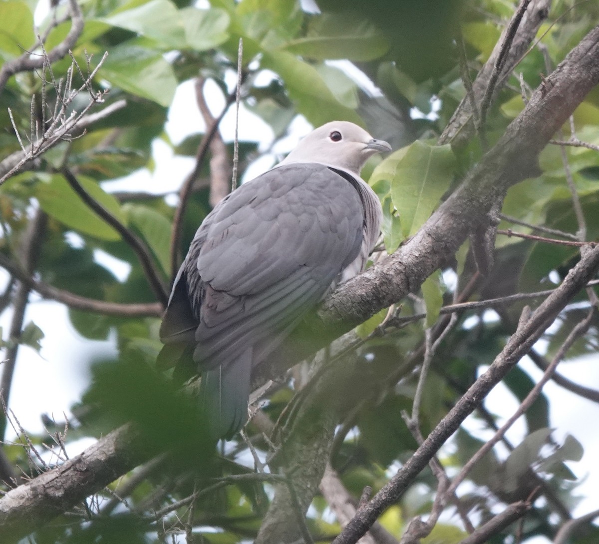 Gray Imperial-Pigeon - Howard Laidlaw