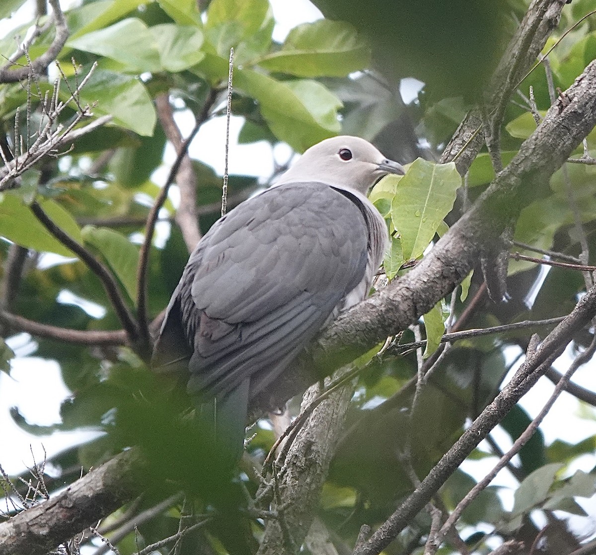 Gray Imperial-Pigeon - ML543260611