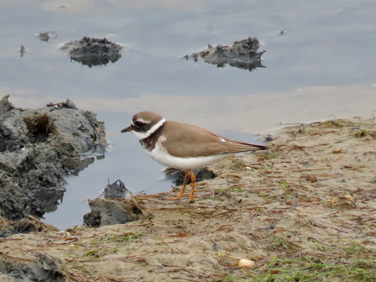 Common Ringed Plover - ML543263541