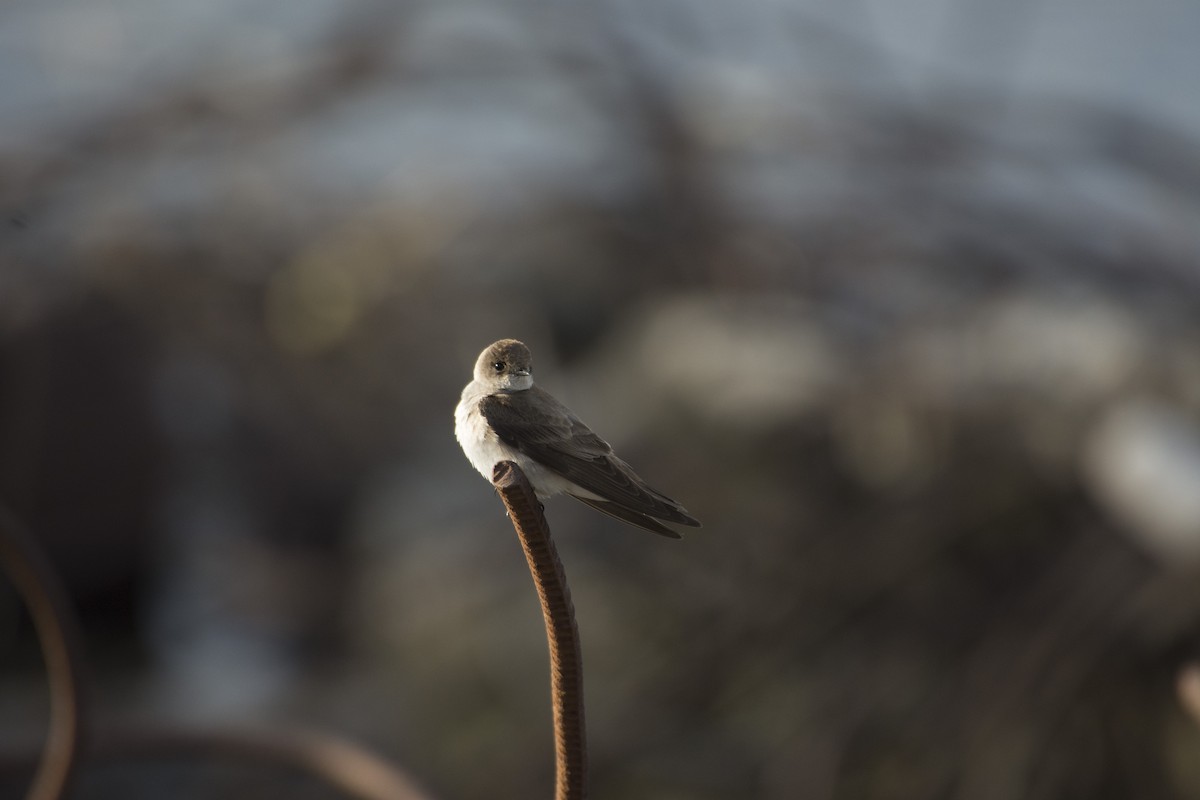 Northern Rough-winged Swallow - ML54326491