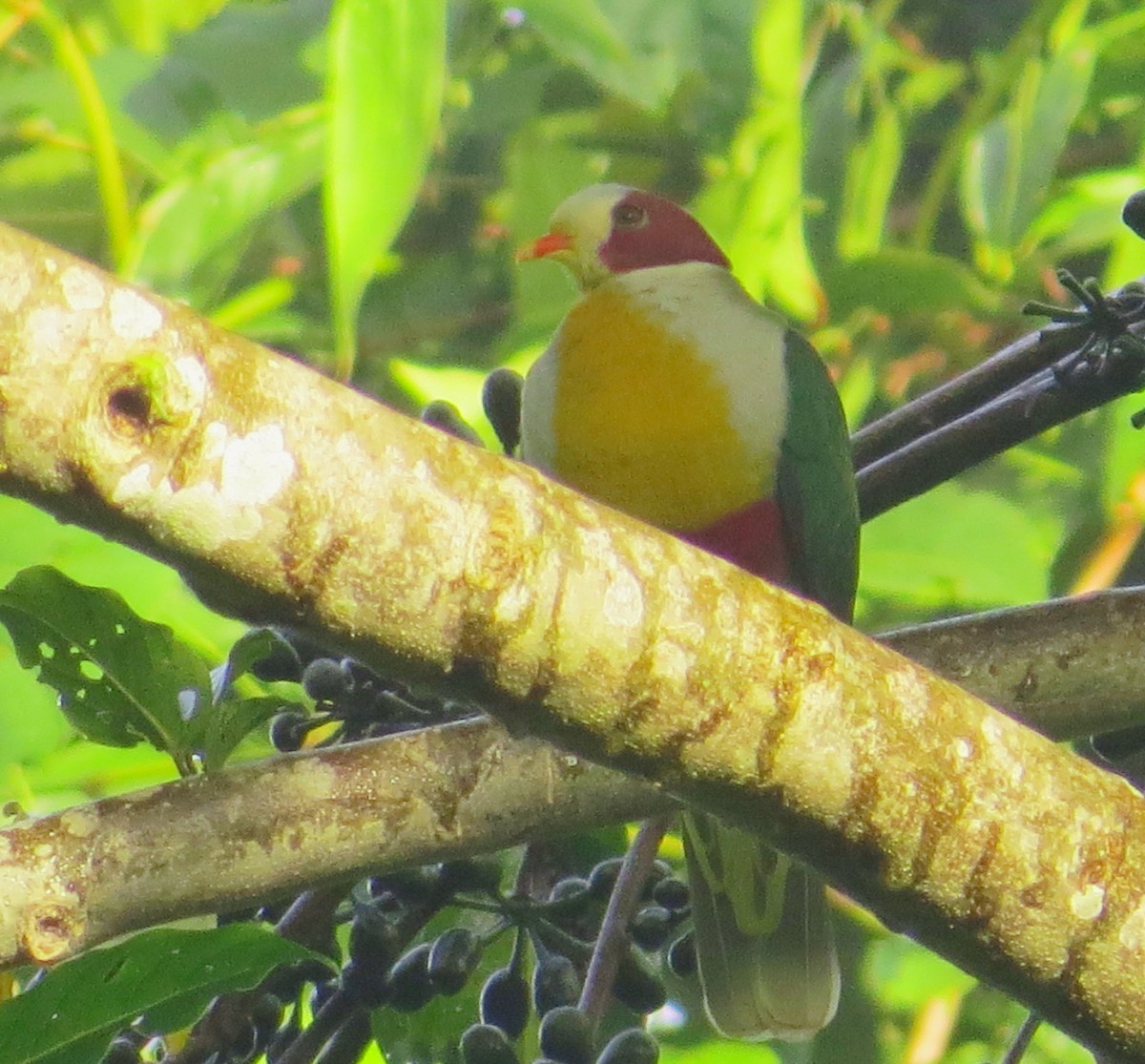 Yellow-breasted Fruit-Dove - ML543272551