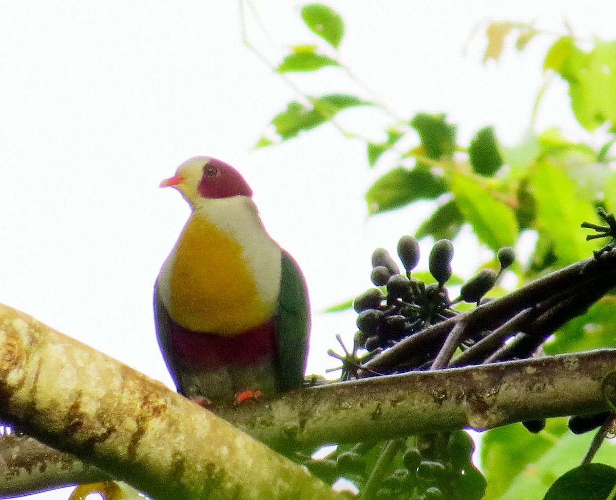 Yellow-breasted Fruit-Dove - Andrew Collins