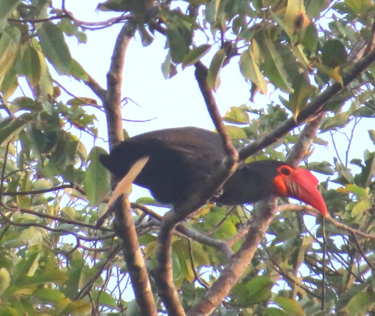 Writhed Hornbill - ML543273171