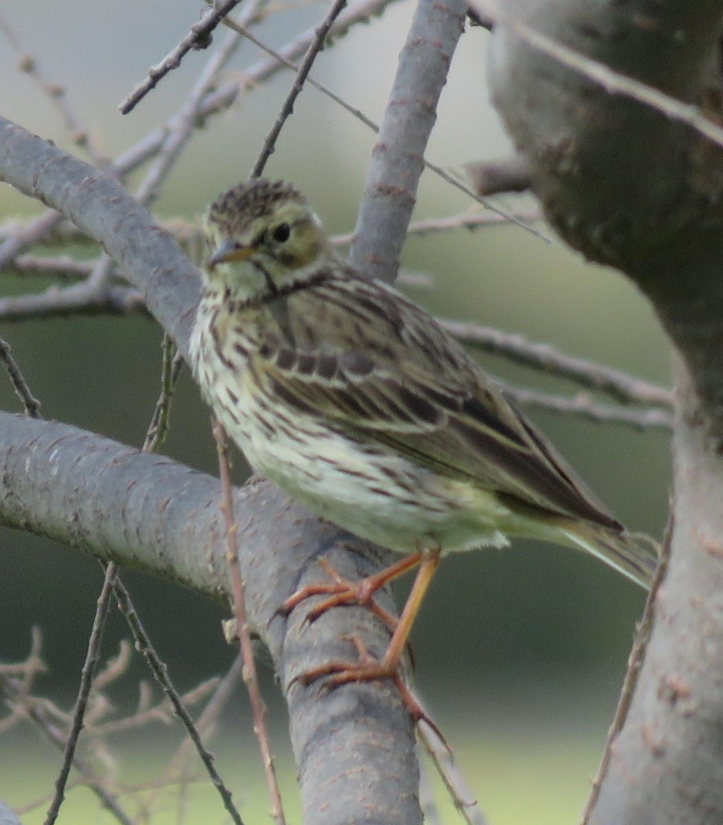 Meadow Pipit - ML543277471