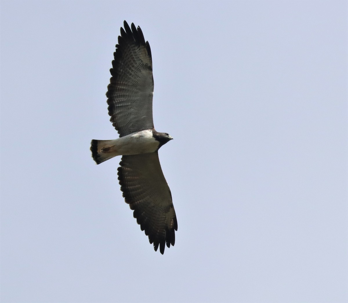 White-tailed Hawk - Steve James