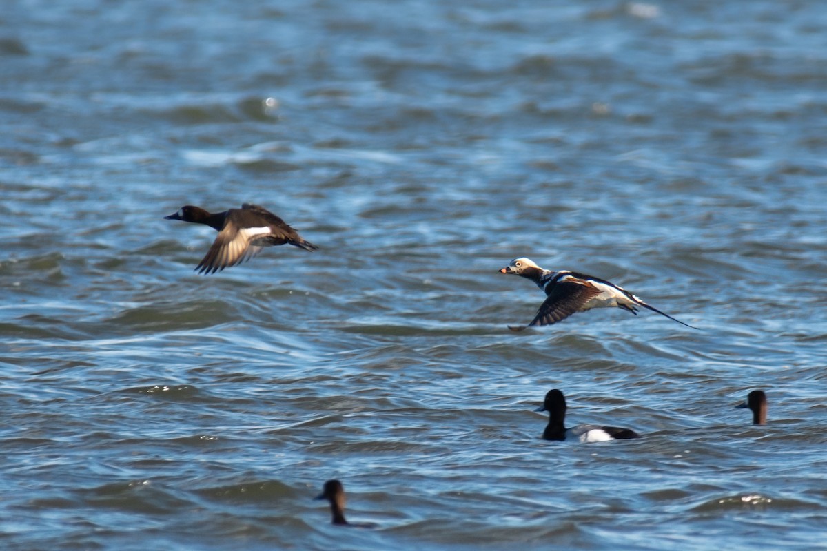 Long-tailed Duck - ML543281501