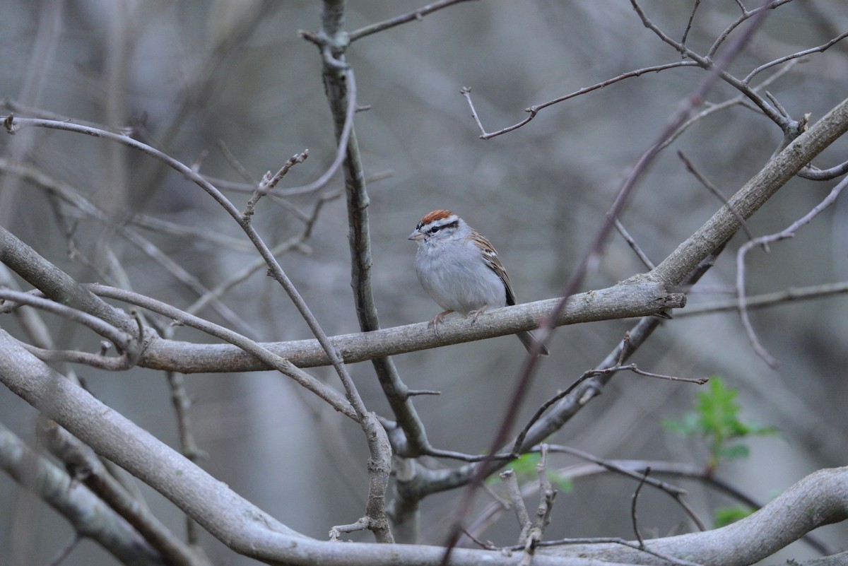 Chipping Sparrow - ML543281991