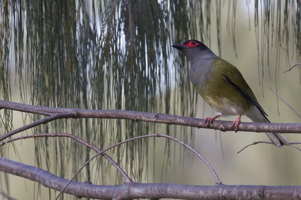 Australasian Figbird - Chris Barnes