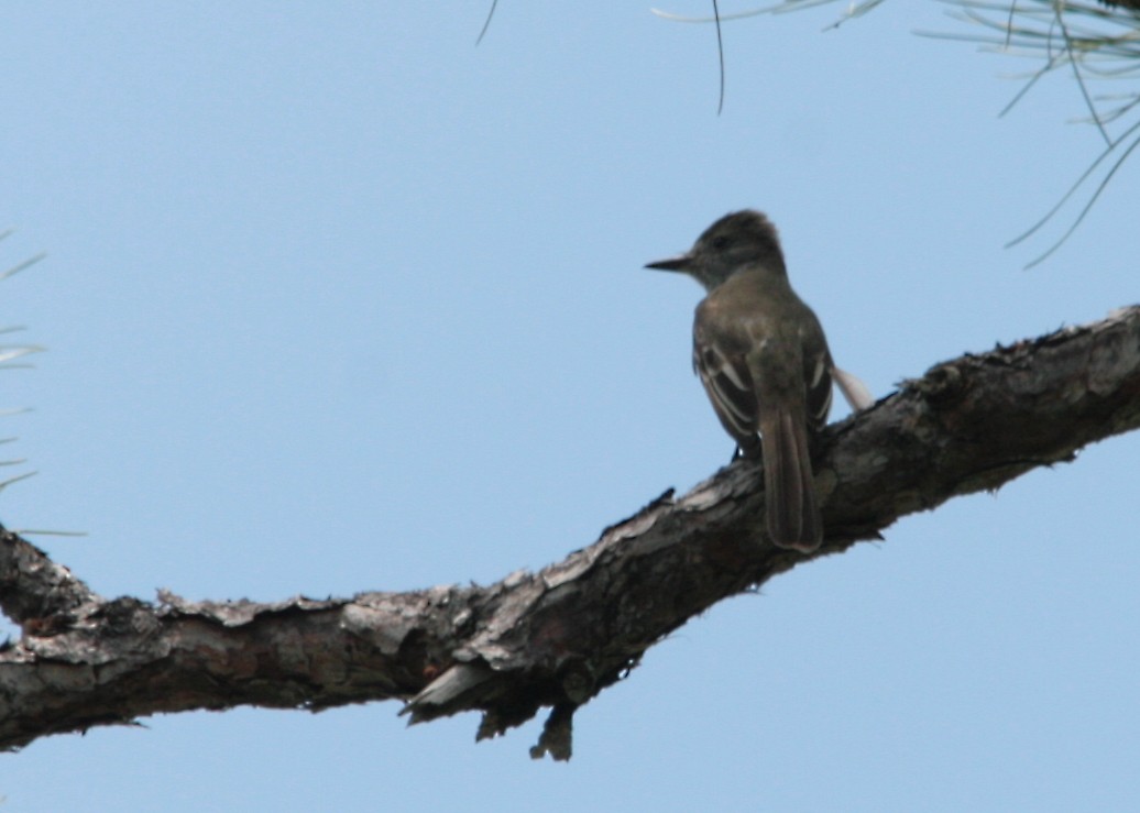 Great Crested Flycatcher - ML543300001