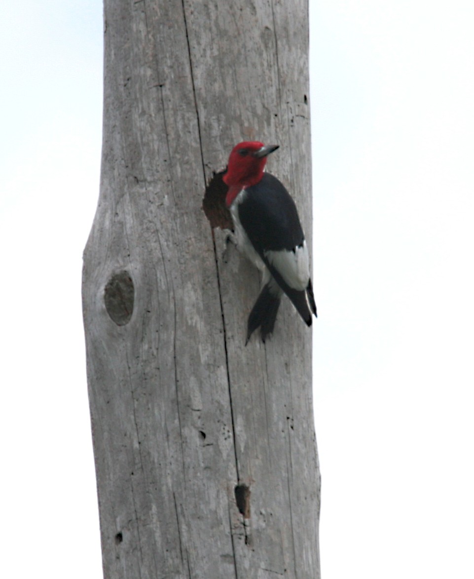 Red-headed Woodpecker - ML543301191