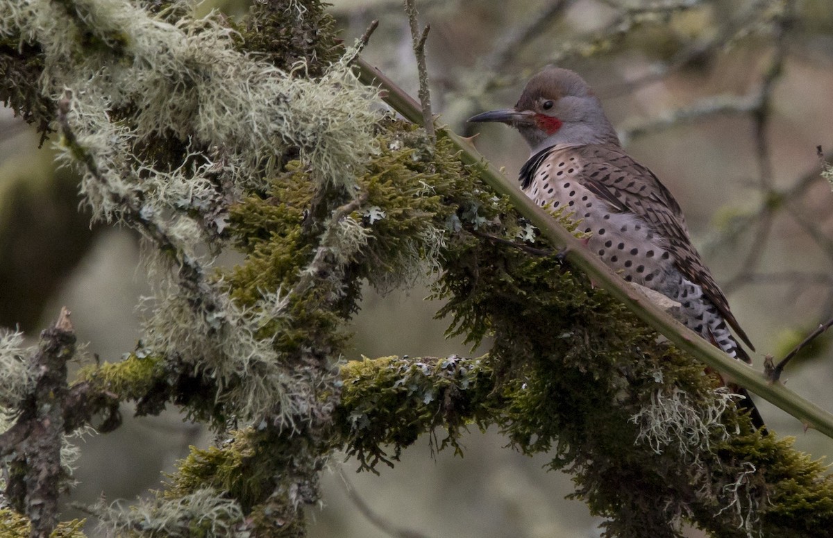 Northern Flicker (Red-shafted) - ML543306131