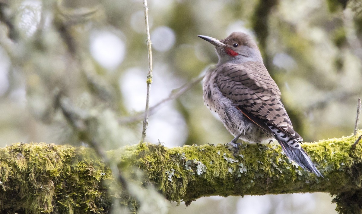 Northern Flicker (Red-shafted) - ML543306201