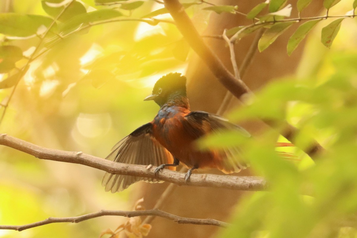 paradise-flycatcher sp. - Jason Estep