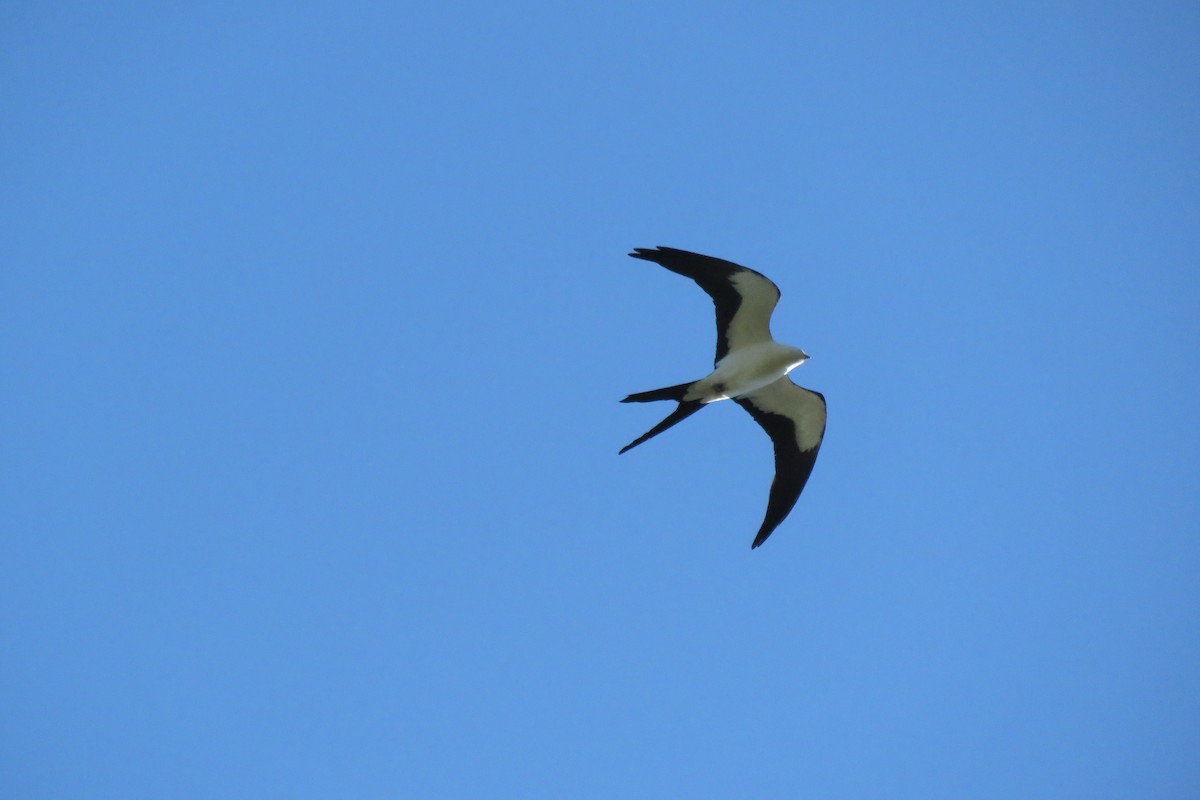 Swallow-tailed Kite - ML54331271