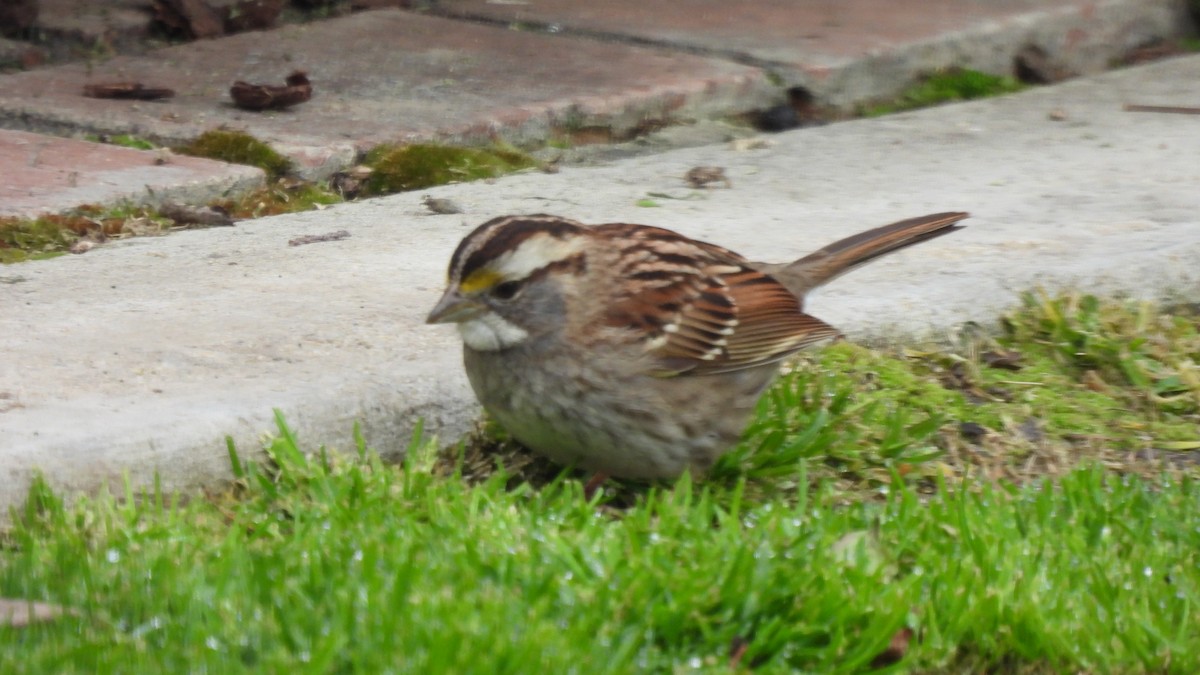 White-throated Sparrow - ML543316521
