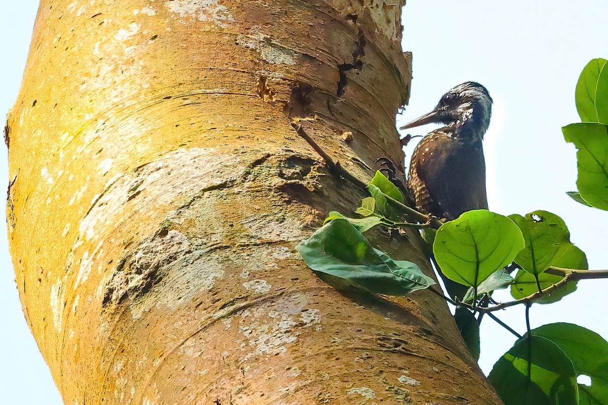 Golden-crowned Woodpecker - ML543319591