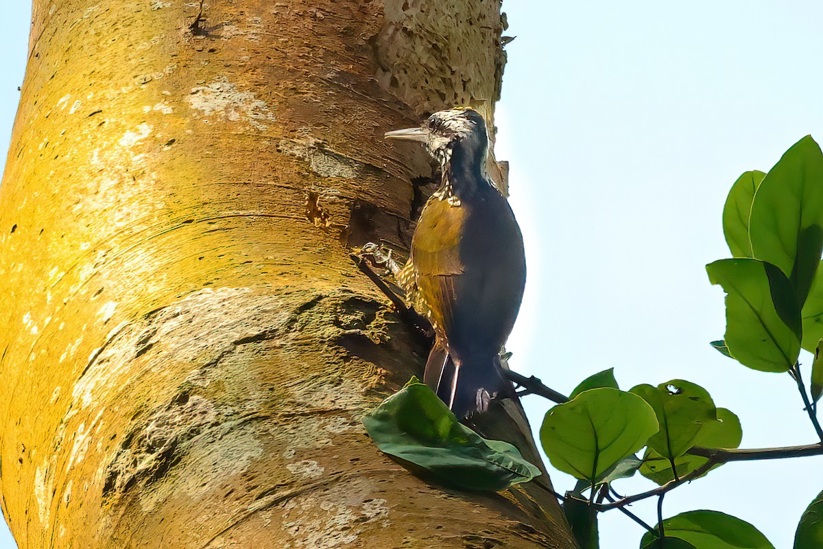 Golden-crowned Woodpecker - ML543319601