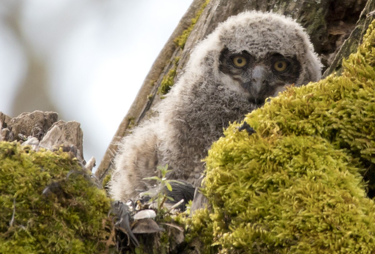 Great Horned Owl - ML543321411