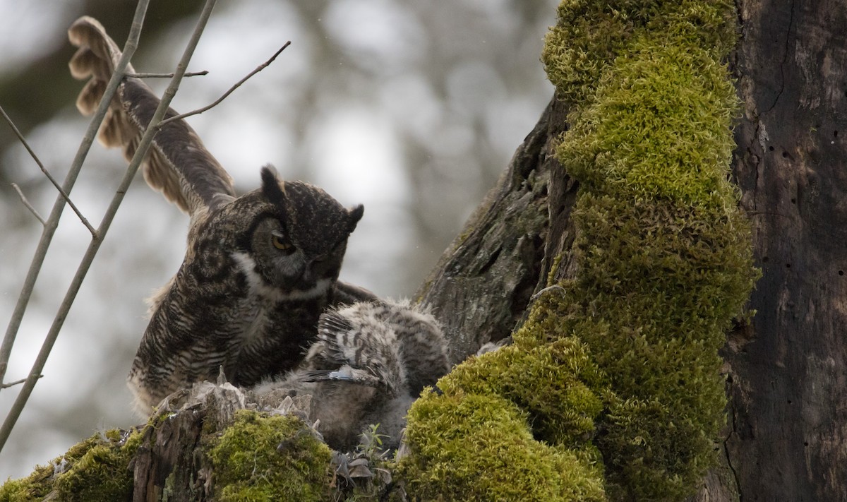 Great Horned Owl - ML543321441