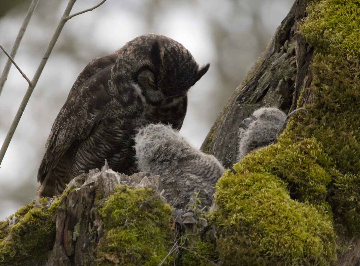Great Horned Owl - ML543321521