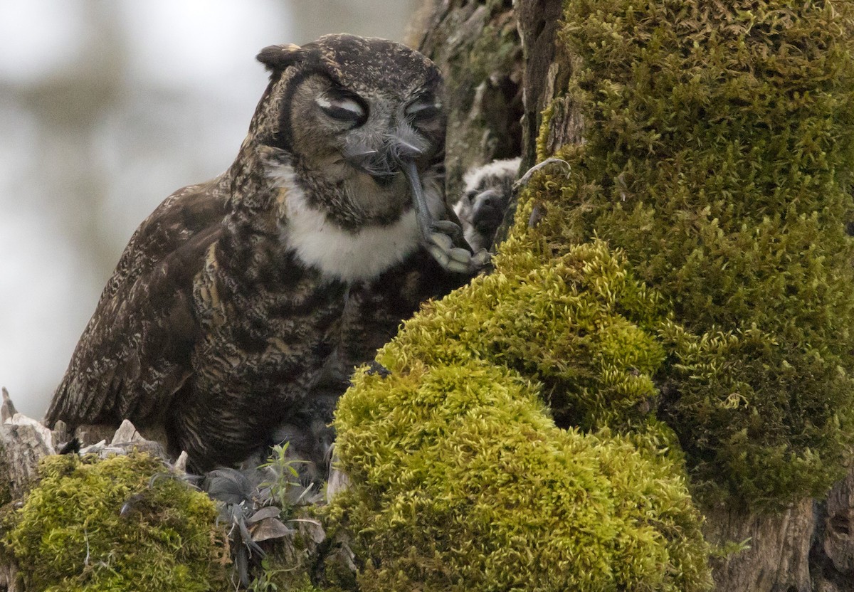 Great Horned Owl - ML543321591