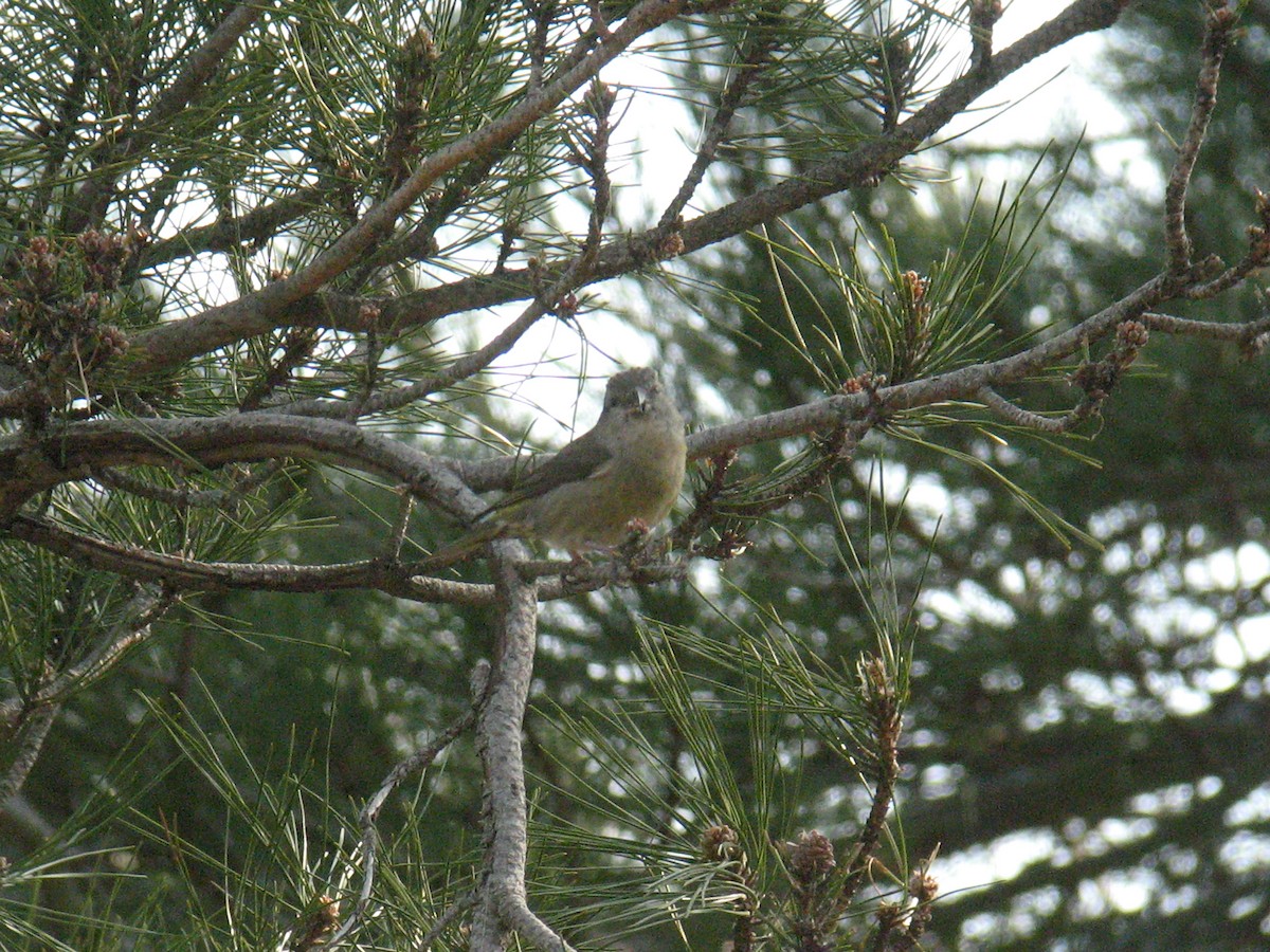 Red Crossbill (Corsican) - ML543321681