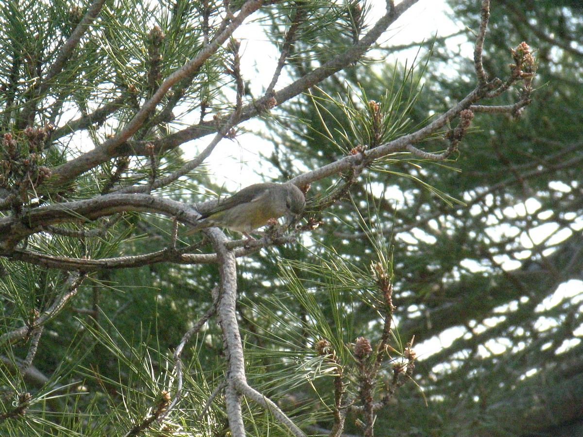 Red Crossbill (Corsican) - ML543321691