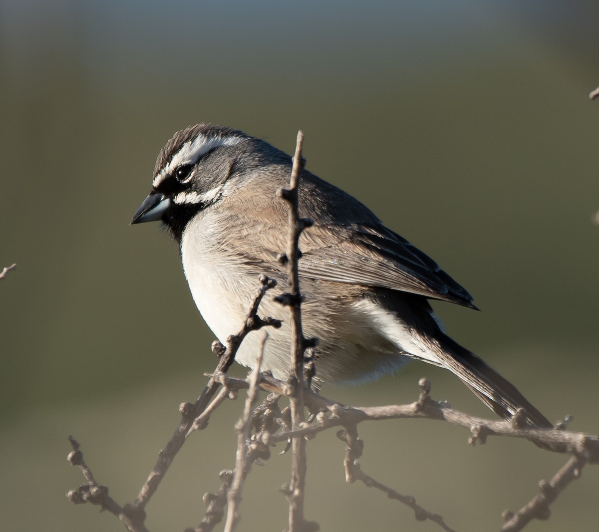 Black-throated Sparrow - ML543324781