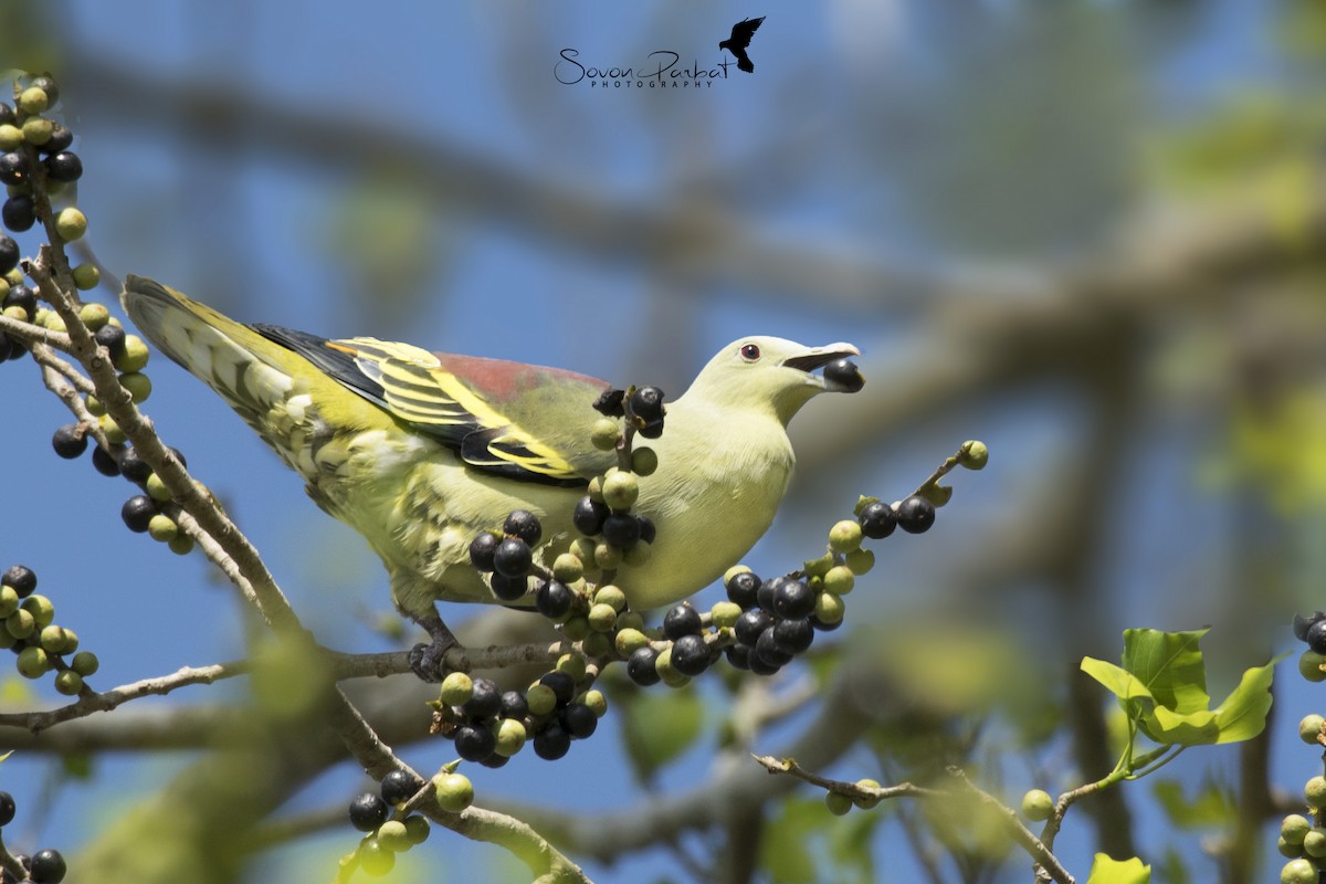 Andaman Green-Pigeon - SOVON PARBAT