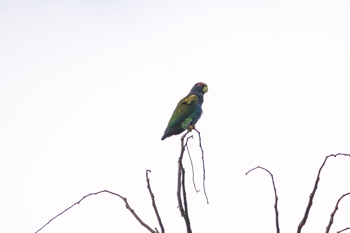 White-crowned Parrot - ML543327451