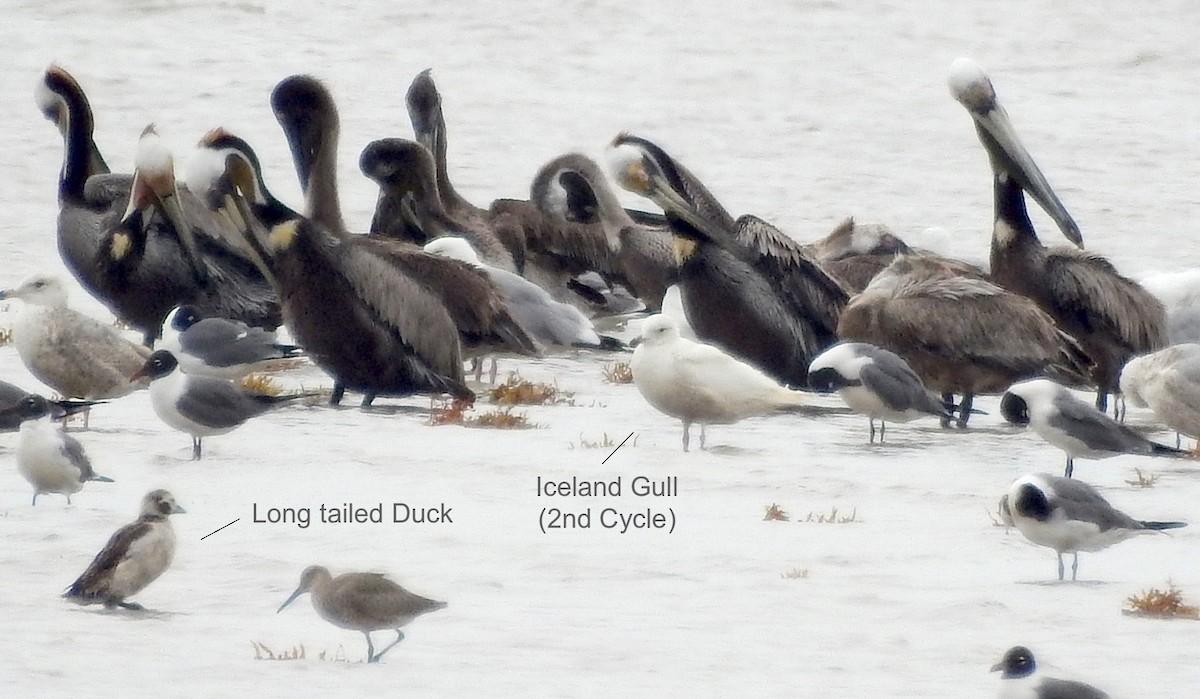 Long-tailed Duck - ML54332961