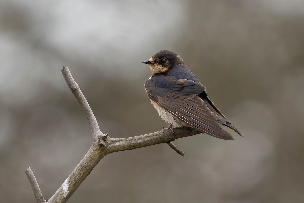 Barn Swallow - James Patten