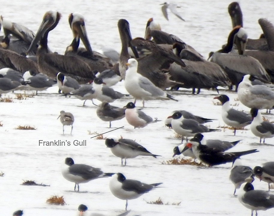Franklin's Gull - ML54333291