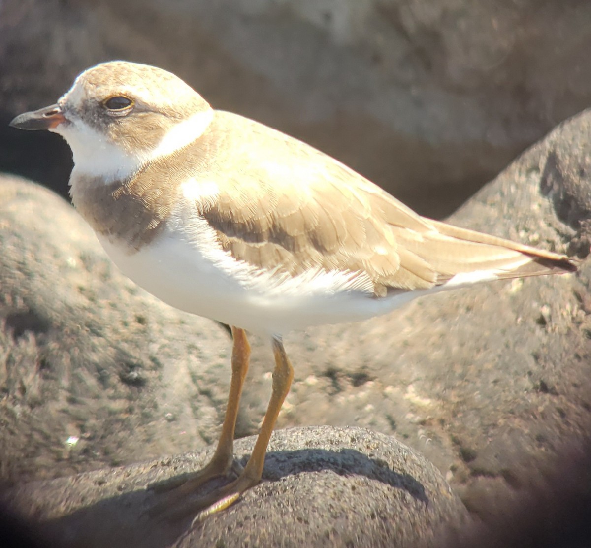Semipalmated Plover - Tom Steuter