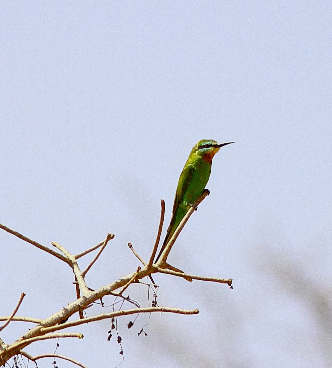 Blue-cheeked Bee-eater - ML543339421