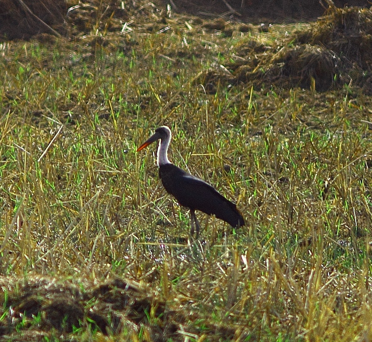 African Woolly-necked Stork - ML543339761