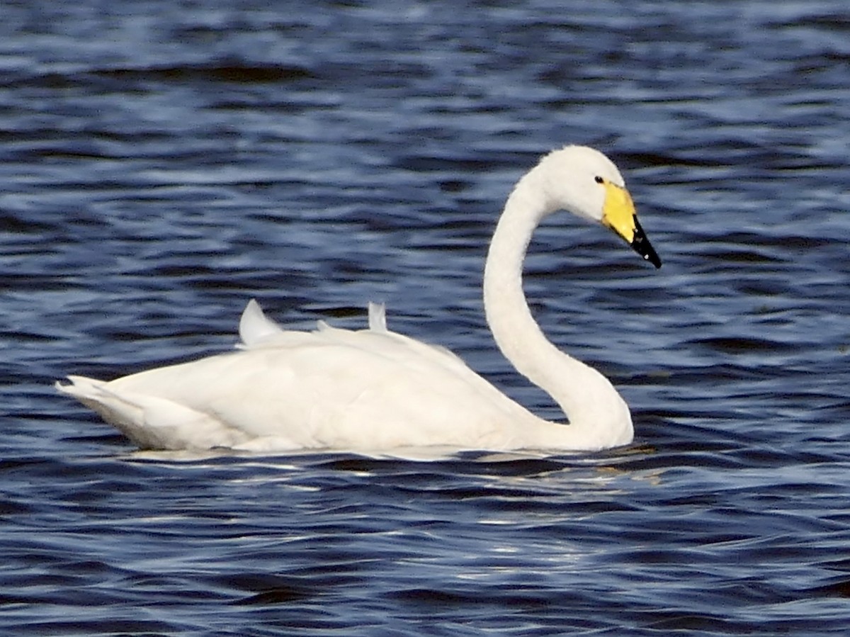 Whooper Swan - Robert Phreaner