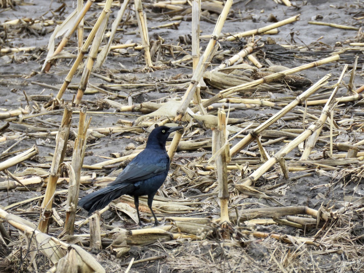 Great-tailed Grackle - ML543340291