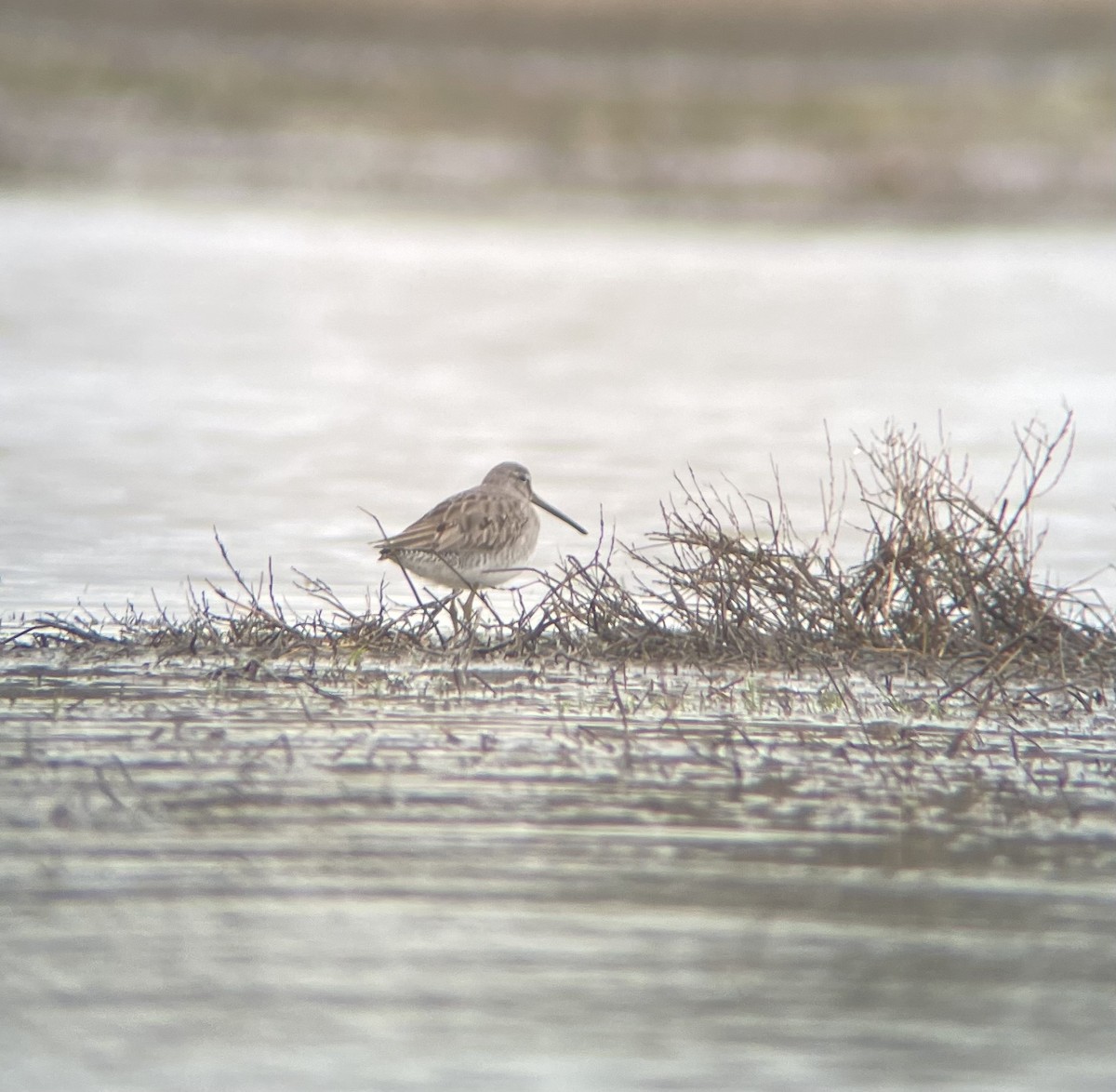 Long-billed Dowitcher - ML543342541