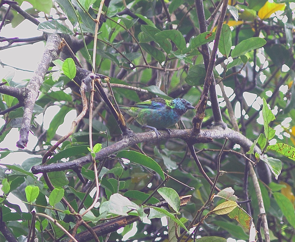 Green-headed Tanager - ML543343571