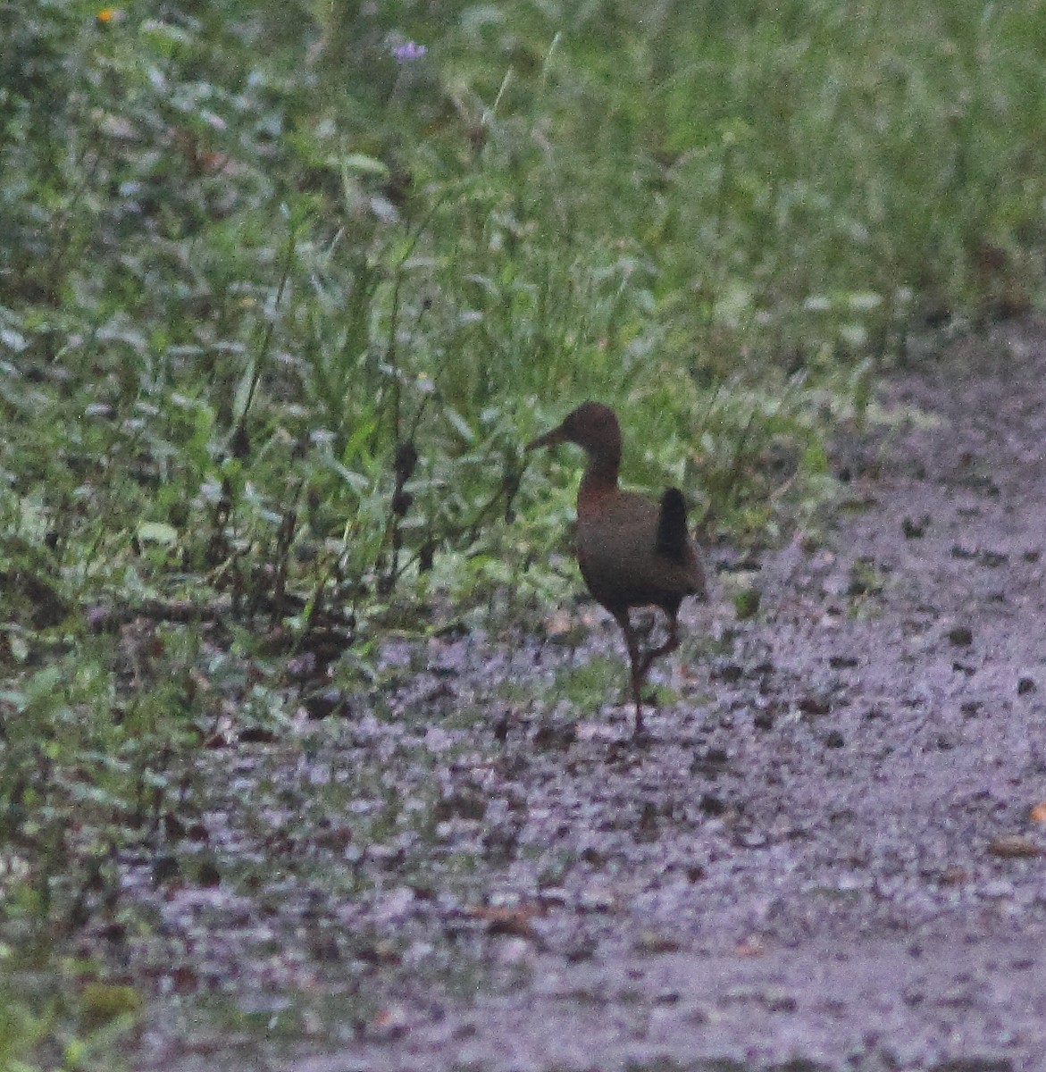 Slaty-breasted Wood-Rail - Andrew Collins