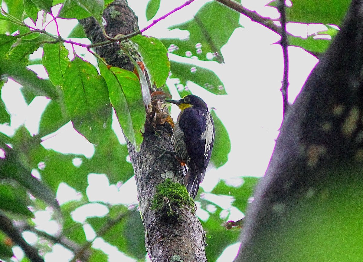 Yellow-fronted Woodpecker - ML543344291