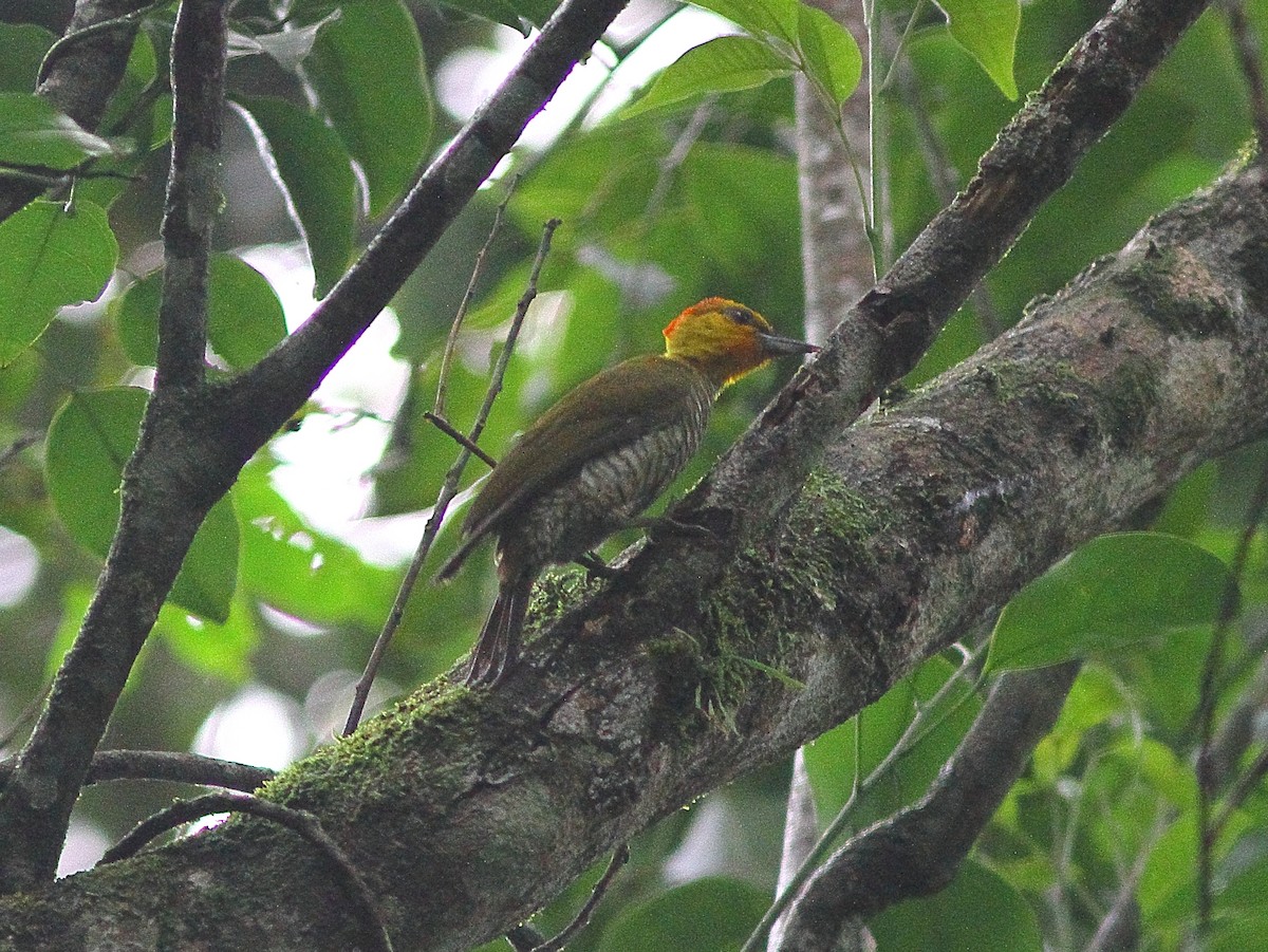 Yellow-throated Woodpecker - ML543344371