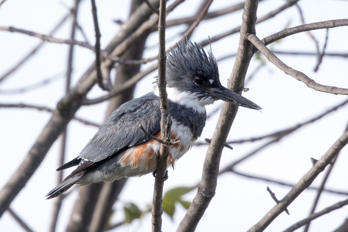 Belted Kingfisher - ML54334441
