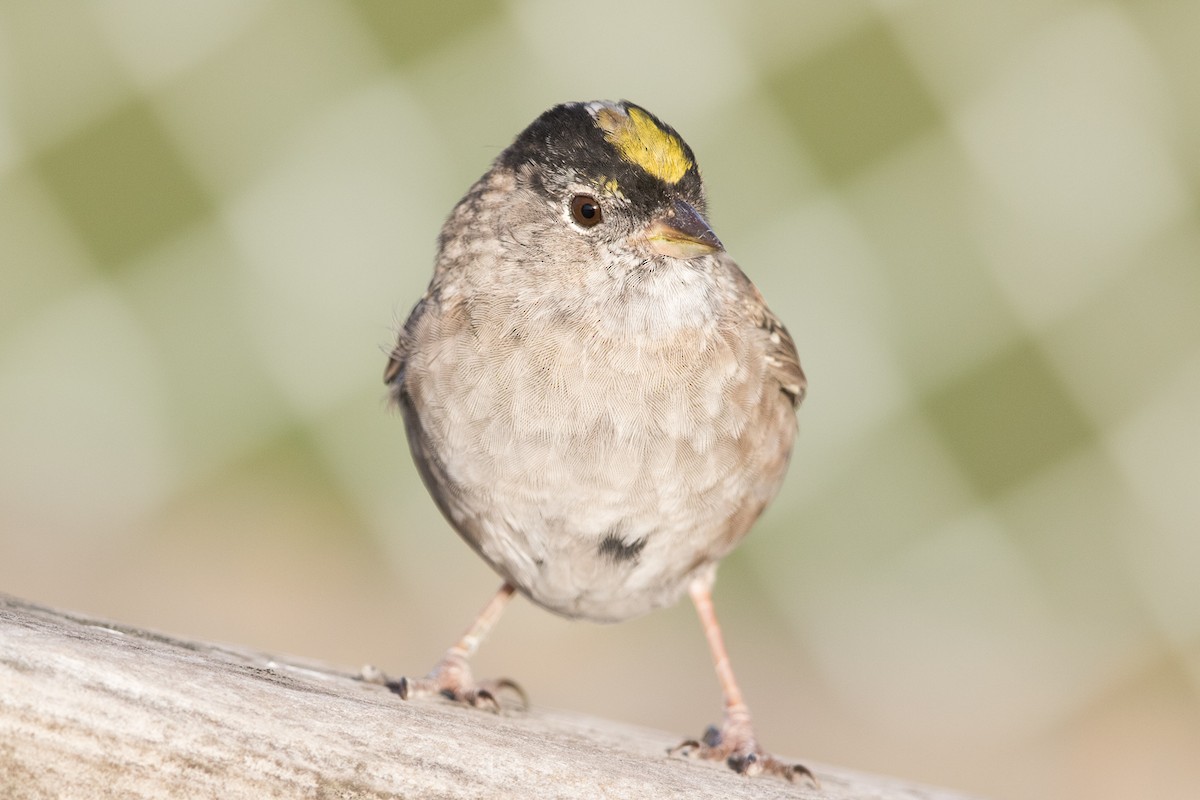 Golden-crowned Sparrow - ML54334521