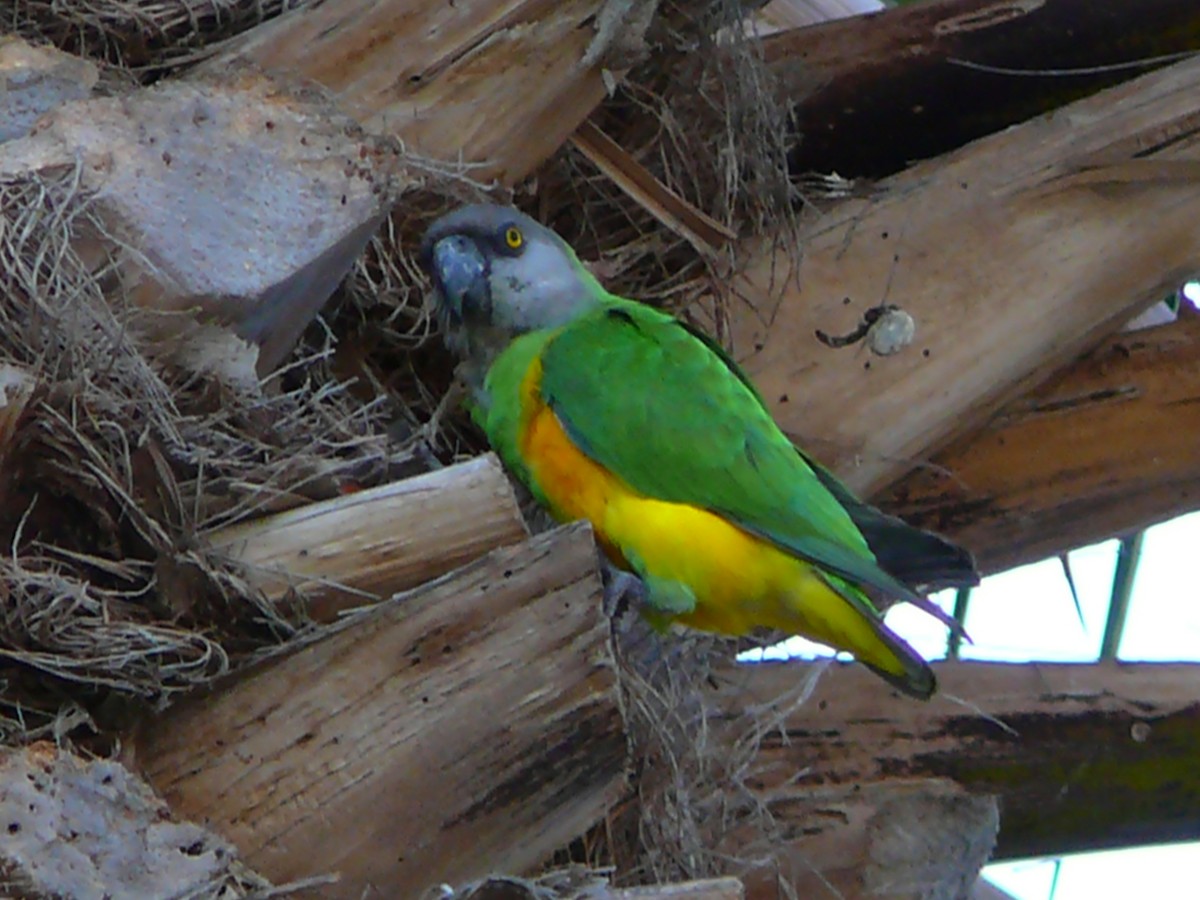 Senegal Parrot - ML543345901