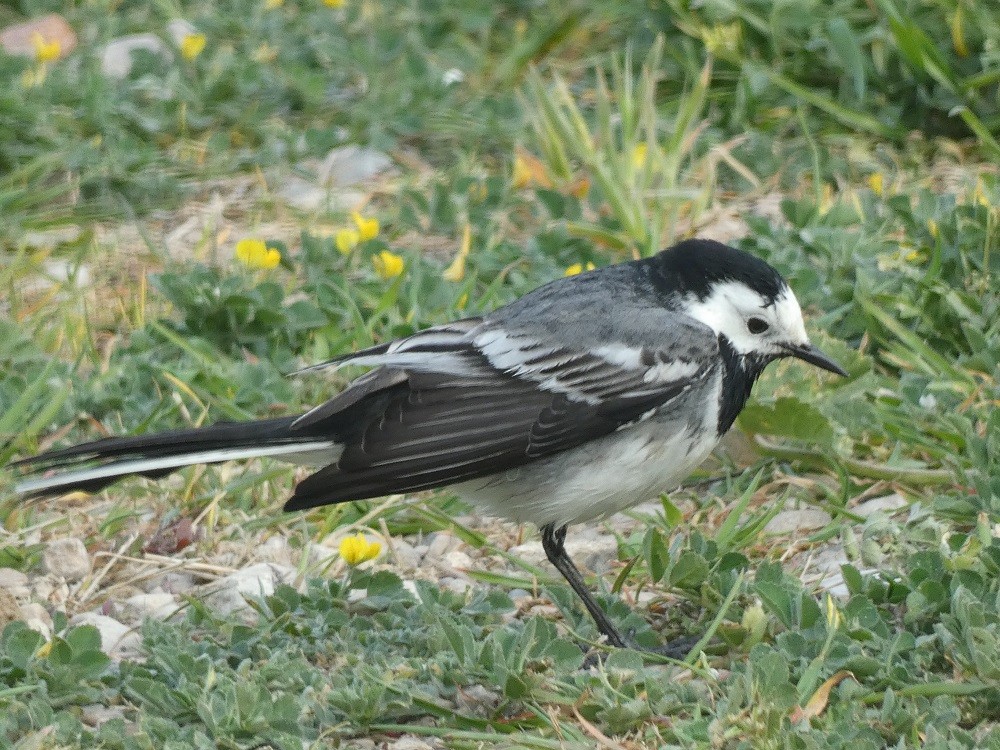 White Wagtail (British) - ML543352721