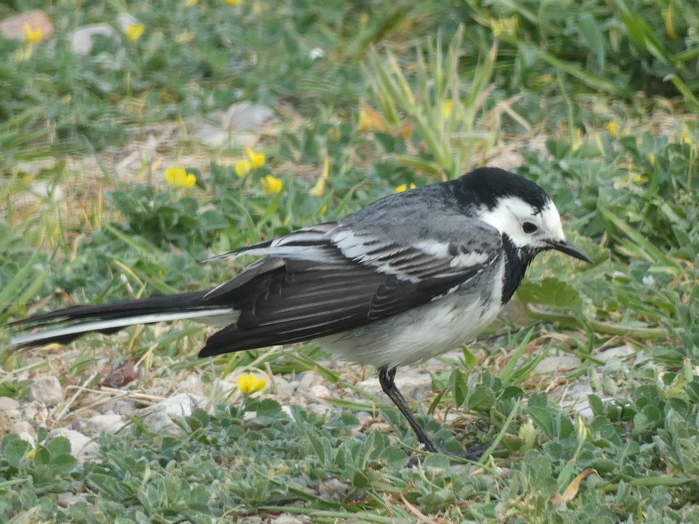 White Wagtail (British) - Vicente Tamarit Garcerá