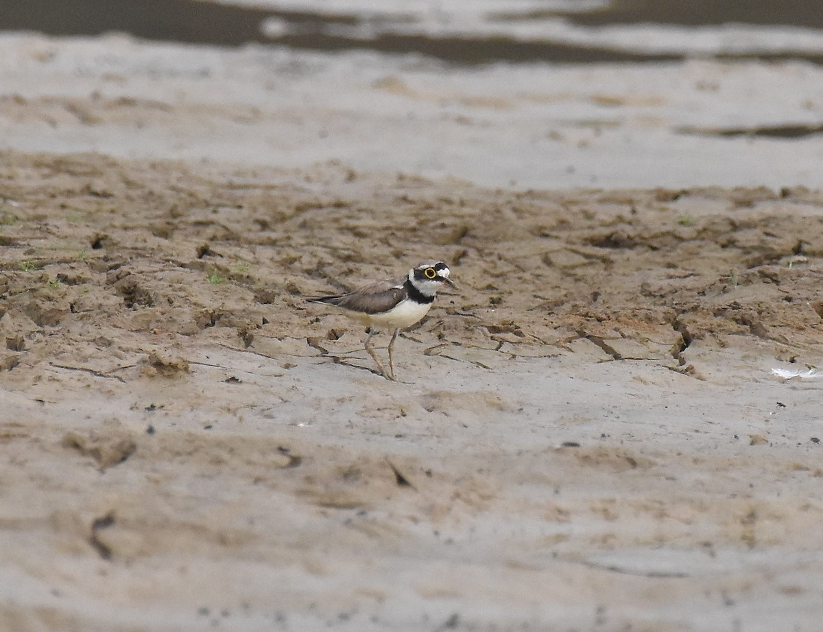 Little Ringed Plover (curonicus) - ML54335341