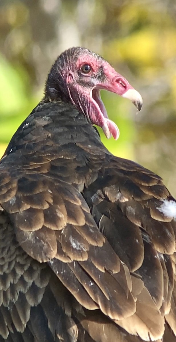 Turkey Vulture - ML543357771